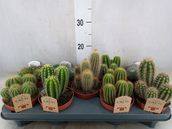 <h4>Cactus   ...mix</h4>