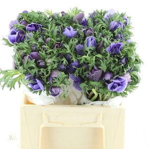 Anem Co Fstar Lavender Super