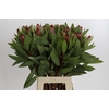 Protea Robijn