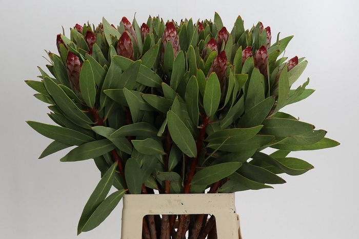 <h4>Protea Robijn</h4>