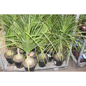BEAUCARNEA P24