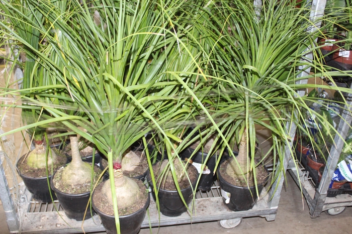 <h4>BEAUCARNEA P24</h4>