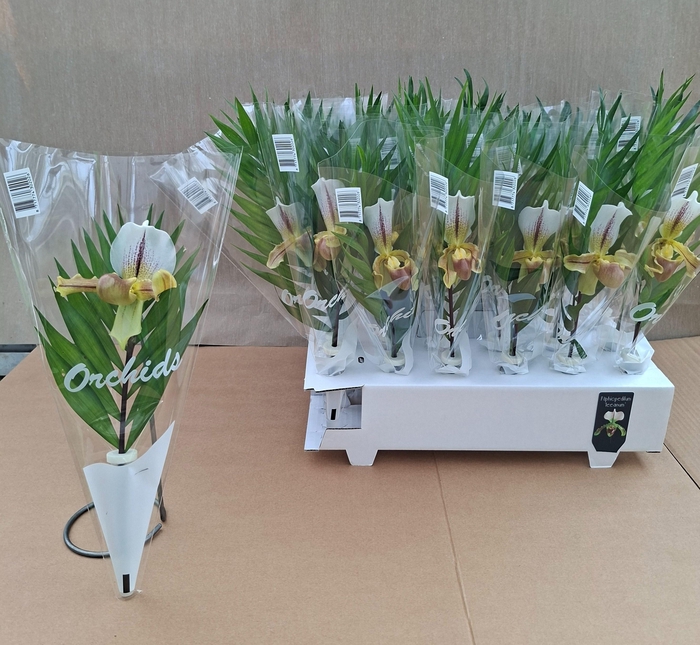 <h4>PAPHIO X LEEANUM</h4>