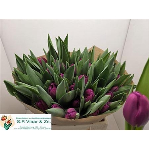 Tu En Freder Ruijsch