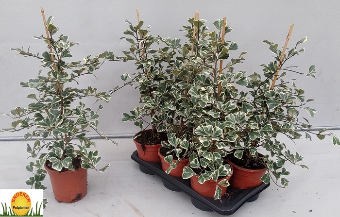 <h4>FIC NATAL SWEETHEART</h4>