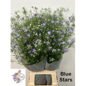 Nigella Bucharica Flowergarden