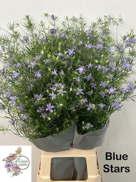 <h4>Nigella Bucharica Flowergarden</h4>
