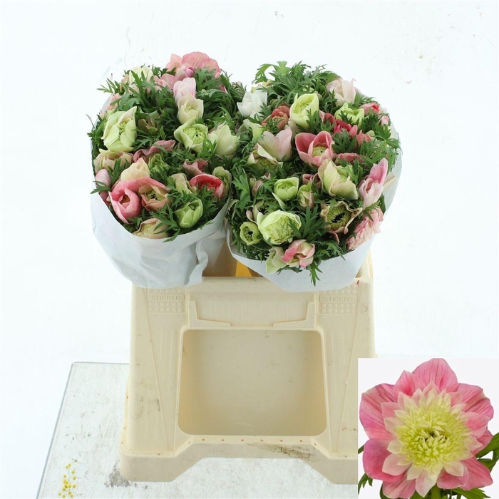 <h4>ANEM CO LEVAN ROSA</h4>