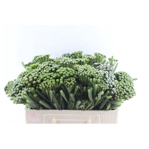 Kaaps Brunia Albiflora Xl
