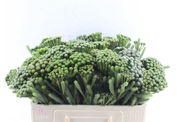 <h4>Kaaps Brunia Albiflora Xl</h4>