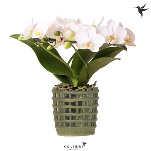 Kolibri Orchids Phalaenopsis Halo white in Mesh pot green