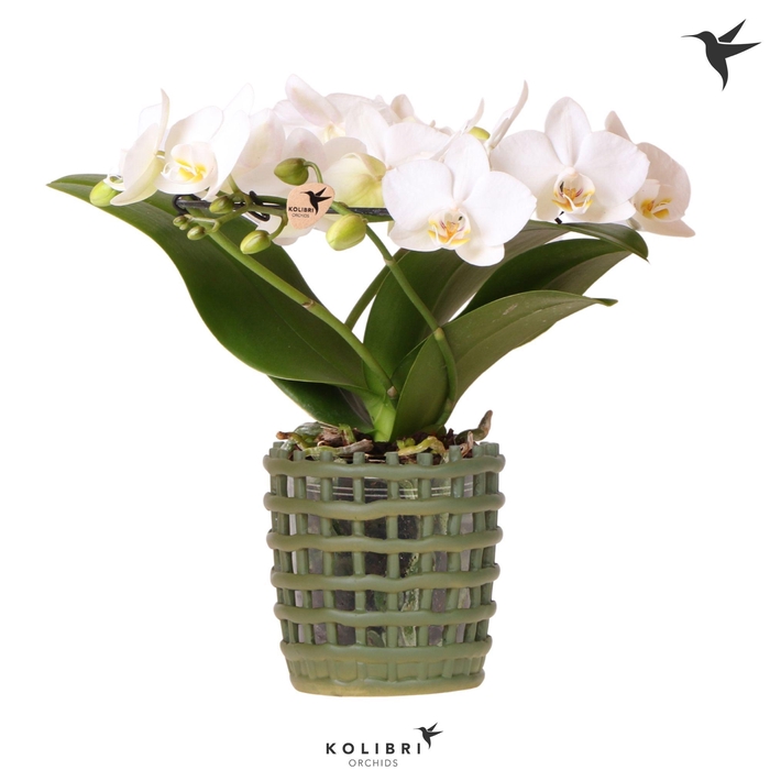<h4>Kolibri Orchids Phalaenopsis Halo white in Mesh pot green</h4>