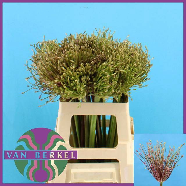 <h4>ALLIUM SCHUBERTII</h4>