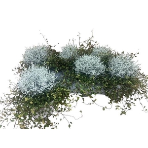 LEUCOPH BROWNII