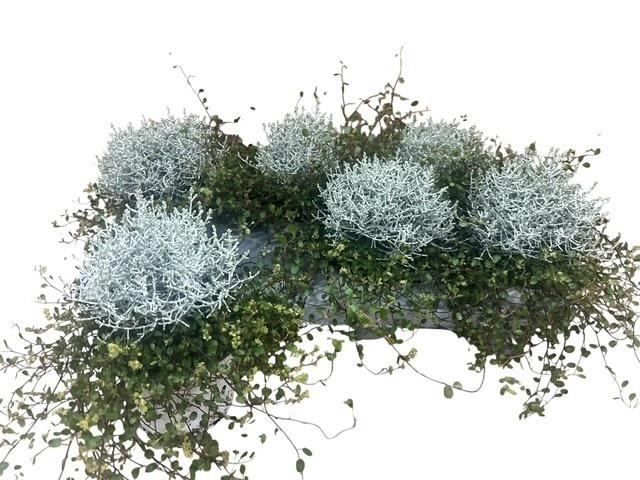 <h4>LEUCOPH BROWNII</h4>