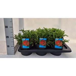 Achillea millef.