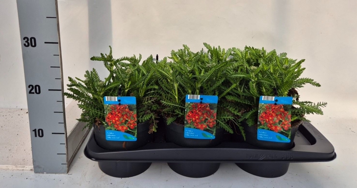<h4>Achillea millef.</h4>