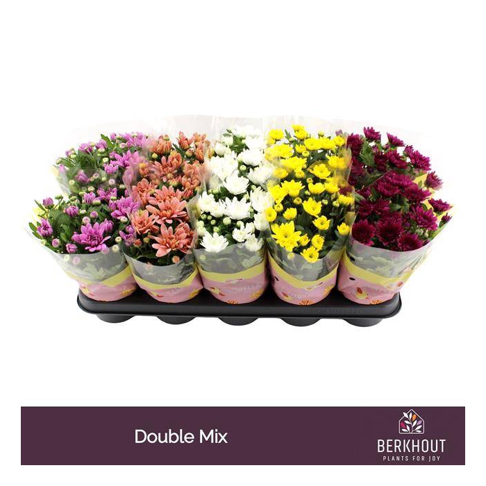 <h4>Chrysanthemum Indicum mix double flowers 12Ø 26cm</h4>