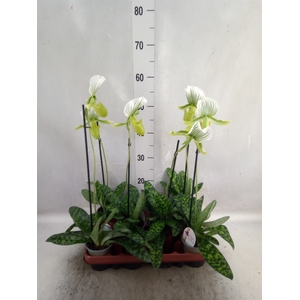 Paphiopedilum maudiae