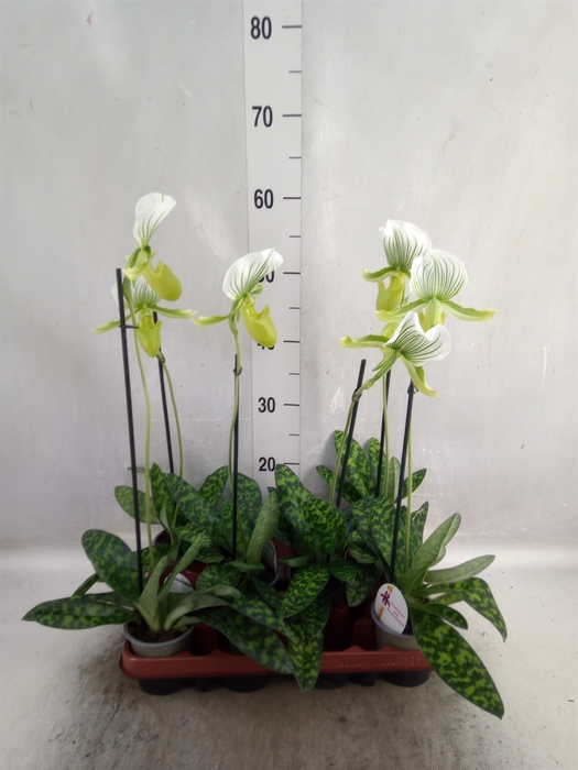 <h4>Paphiopedilum maudiae</h4>