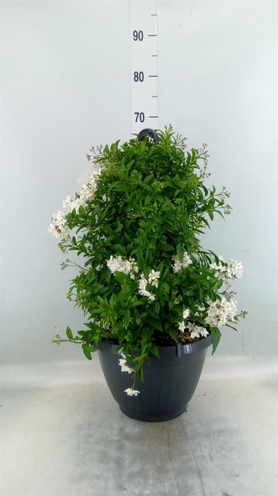 <h4>Solanum jasminoides</h4>