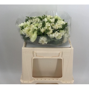 ANEM LEVANTE EX WHITE