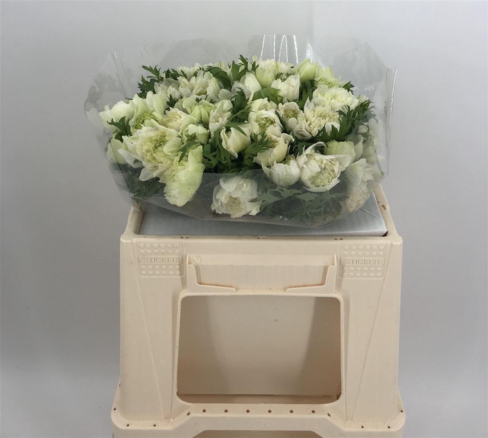 <h4>ANEM LEVANTE EX WHITE</h4>