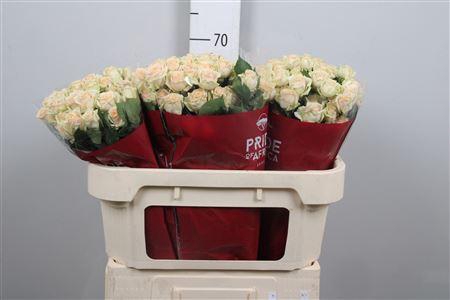 <h4>R Tr Trinity</h4>