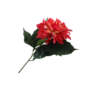 Dahlia Spider Cerise FL440043CER