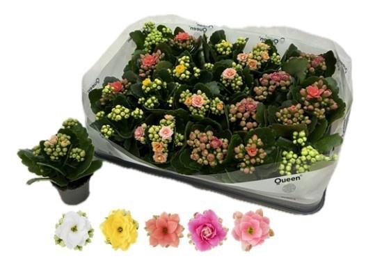 arr8 Kal Ge Rf Gem 5 Kl