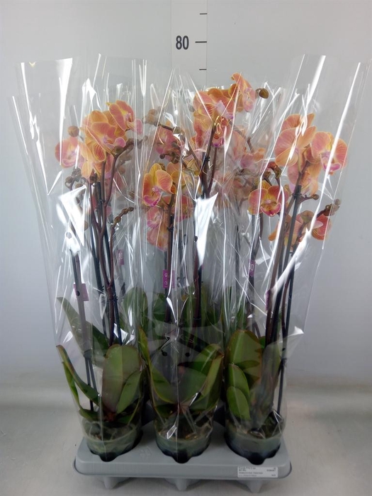 <h4>Phalaenopsis   ...</h4>