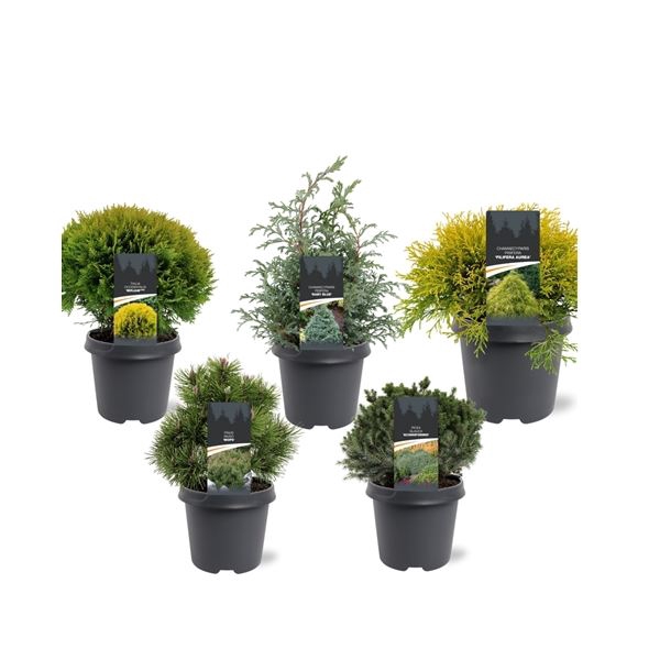 Coniferen Coniferen overig