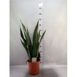 Sansevieria zeylanica