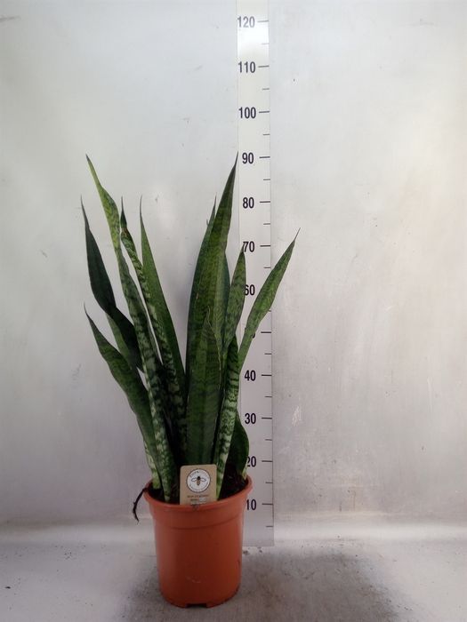 <h4>Sansevieria zeylanica</h4>