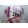 PHAL. CASC. ESP. 2 HT P15 2 HA MULT