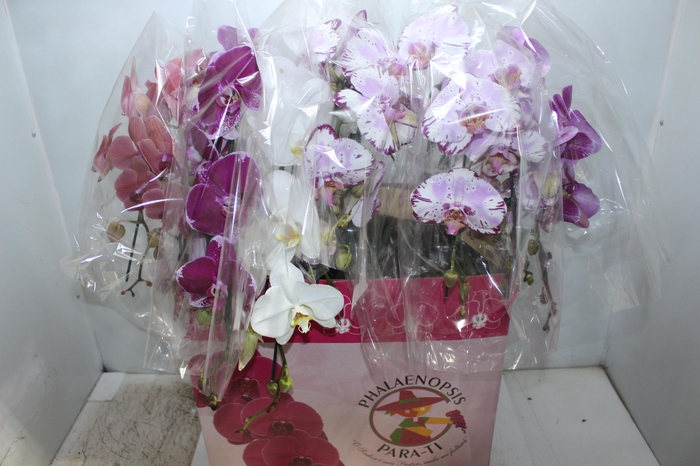 PHAL. CASC. ESP. 2 HT P15 2 HA MULT