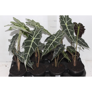 ALOCASIA AMAZONICA P12