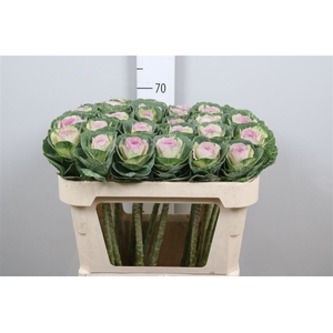 Brass Crane Bicolour