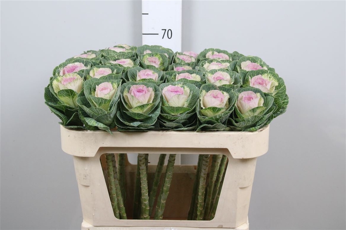 <h4>Brass Crane Bicolour</h4>