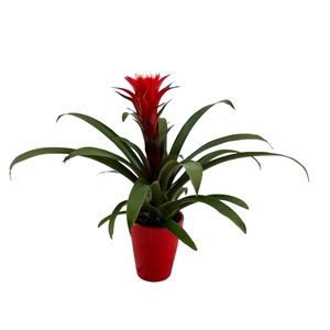 Guzmania Hope in keramiek