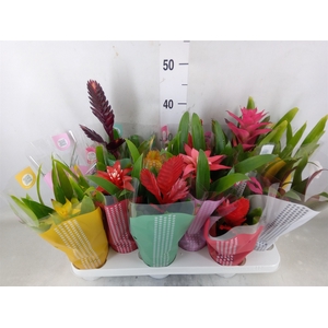 Bromelia   ...mix