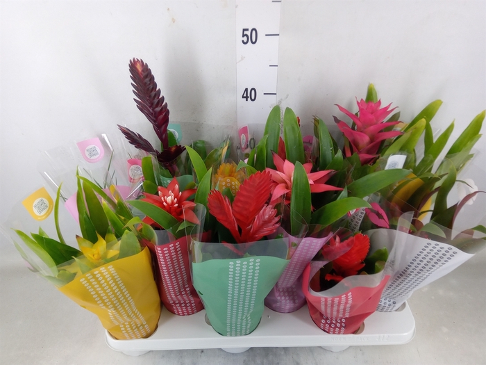 <h4>Bromelia   ...mix</h4>
