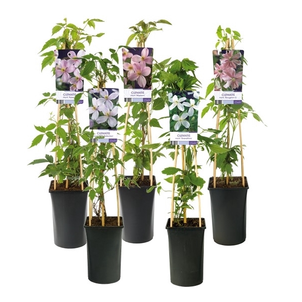 <h4>Mixshelf Clematis montana +light label</h4>