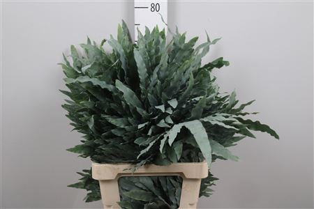 <h4>Cyrtomium Fort</h4>