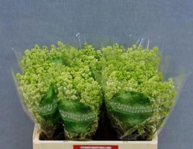 <h4>Syringa wit</h4>