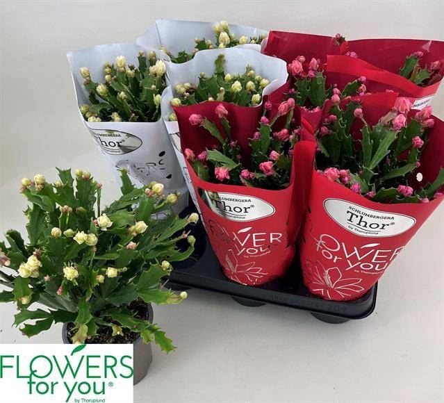 <h4>Schlumbergera gemengd 2 kleuren</h4>