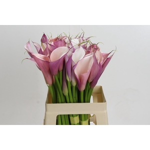 Zantedeschia Eydolls Purple White