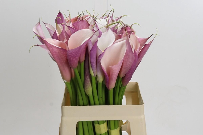 Zantedeschia Eydolls Purple White