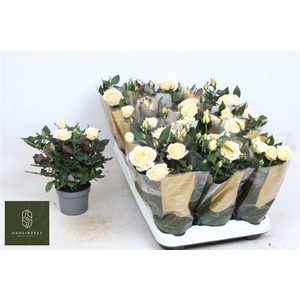 Ro Belami Kordana Gr