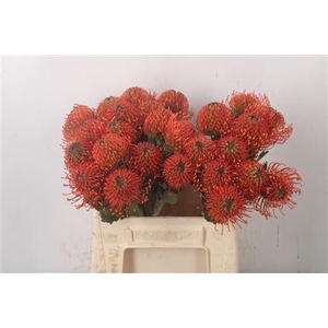 Leuco Co Sunrise Orange